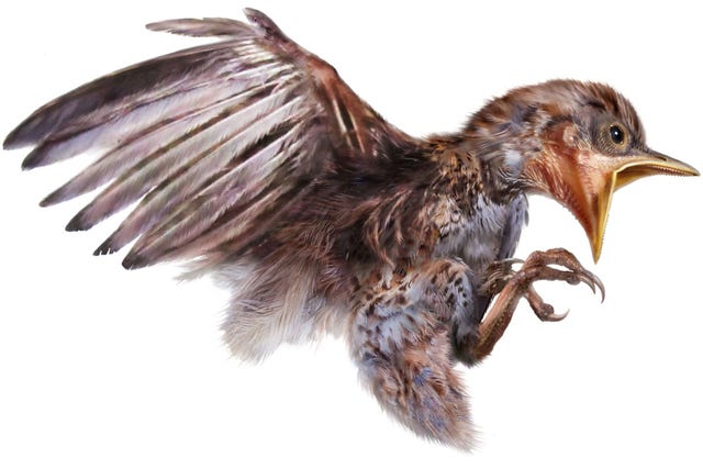 Het kuiken behoorde tot een oeroude groep van getande vogels genaamd Enantiornithes die samen met de dinosaurirs uitstierf Deze reconstructie illustreert de houding waarin het kuiken in het barnsteen is geconserveerd