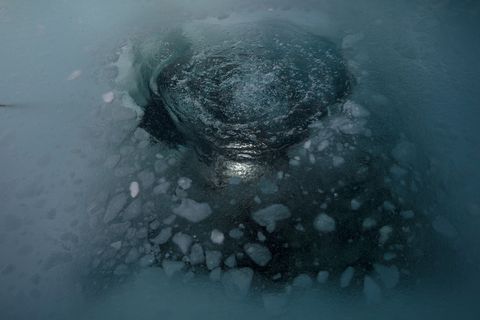 In het ijs worden kleine gaten uitgehakt die de duikers toegang geven tot het kille water eronder