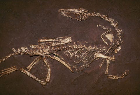 https://www.nationalgeographic.com/content/dam/science/2018/09/21/dino_gallery/06_dino_gallery_nationalgeographic_1333274.jpg Rond de tweehonderd miljoen jaar geleden behoorde de elegante vleeseter Coelophysis bauri tot de eerste dinosaurirs die in het Amerikaanse zuidwesten leefden Deze soort uit het late Trias het officile fossiel van de staat New Mexico VS was zon drie meter lang en woog tussen de 15 en 20 kilo Bij dit exemplaar was de kop achterover naar de ruggengraat gebogen een pose die ook wel de doodshouding wordt genoemd en vaak is te zien bij gefossiliseerde dinosaurirs De pose wordt waarschijnlijk veroorzaakt door de samentrekking van spieren en ligamenten na de dood