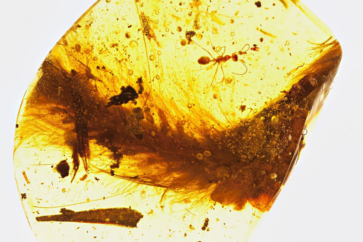 Het staartdeel van een gevederde dinosaurir die 99 miljoen jaar geleden leefde is bewaard gebleven in een stuk barnsteen Ook een mier en plantenresten raakten in het hars gevangen
