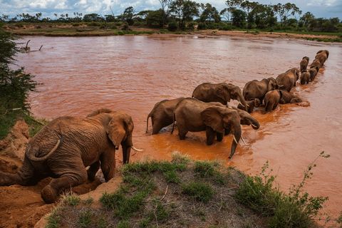 In het Samburureservaat steekt een olifantenfamilie onder aanvoering van de matriarch Mistral een rivier over terwijl een jonger wijfje Sydoest op wacht staat om een bronstig mannetje dat de groep lijkt te willen volgen te ontmoedigen