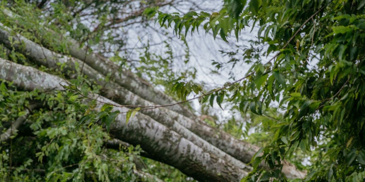 Shimika Williams staat naast het hek van haar huis in New Bern North Carolina waar een boom van de buurman tijdens orkaan Florence omwaaide Williams woont nog maar een jaar in het huis maar ze prees zich gelukkig dat er door de omgevallen boom maar een paar ramen waren gesneuveld