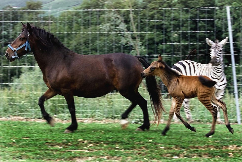 Dit veulen is een zaard oftewel een kruising tussen een mannetjeszebra en een paardenmerrie Op deze foto uit 2013 dartelt het dier rond op een boerderij in Cuchery Frankrijk