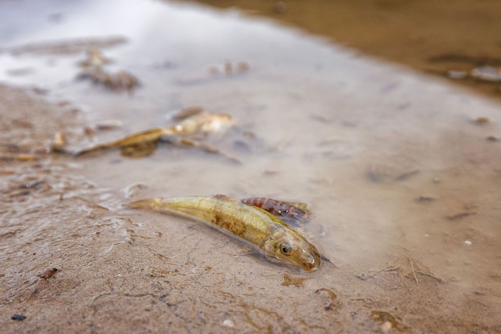 Pas uitgekomen visjes zijn gestrand in ondiepe poelen die door de overstromingen zijn achtergelaten