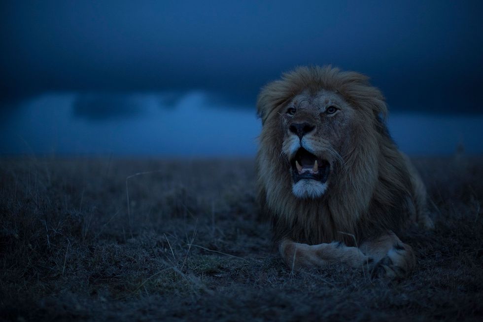 Een leeuw in het Nationale Park Serengeti in Tanzania
