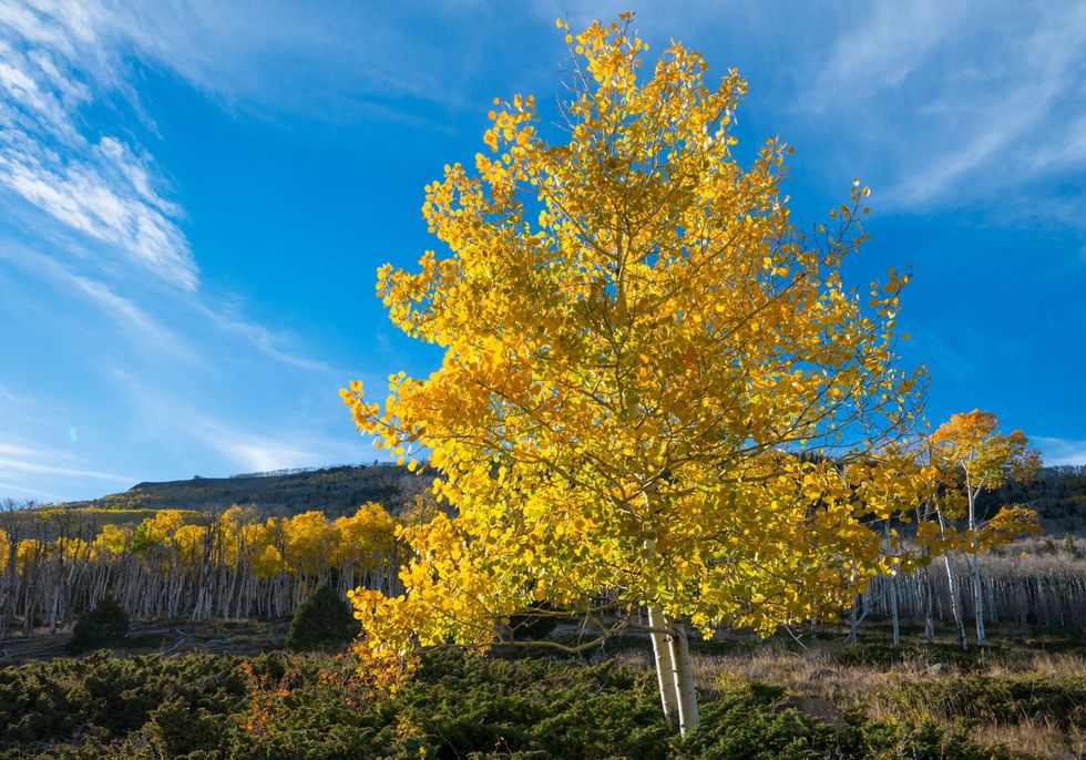 Een stam van de Amerikaanse ratelpopulier met de naam Pando in het Fishlake National Forest Utah De bomen maken deel uit van n enkel organisme dat een genet wordt genoemd