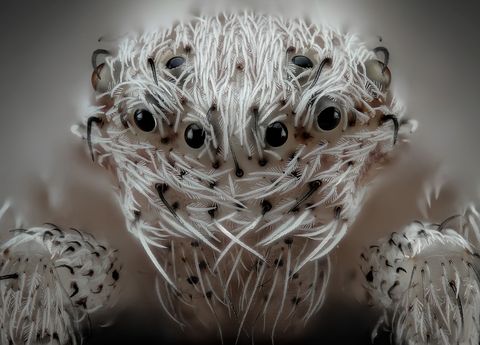 De Spaanse fotograaf Javier Ruprez een specialist in extreme macrofotografie creerde dit portret van een pluizige maar nadenkend ogende spin door meerdere opnamen te stapelen