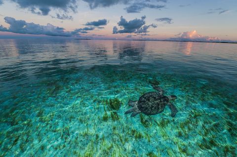Een zeeschildpad zwemt in ondiep water