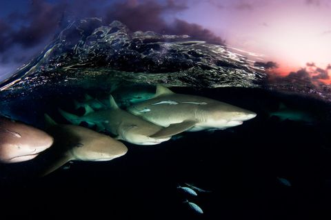 Citroenhaaien jagen bij  het vallen van de avond in de Bahamas dat enkele van de grootste haaienconcentraties ter wereld teltDe haaienpopulaties rond de Bahamas worden beschermd zegt fotograaf David Doubilet Het is een internationaal model voor het behoud van haaiensoorten