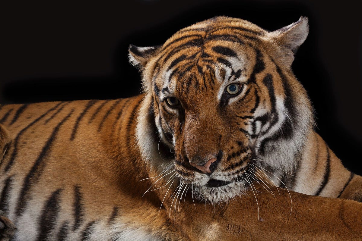 Met een gewicht tot wel 270 kilogram is de tijger Panthera tigris de grootste kat ter wereld Sinds de jaren 1930 zijn er al drie ondersoorten van de tijger uitgestorven alhoewel de Maleise boven en verschillende andere ondersoorten het nog dapper volhouden in Azi