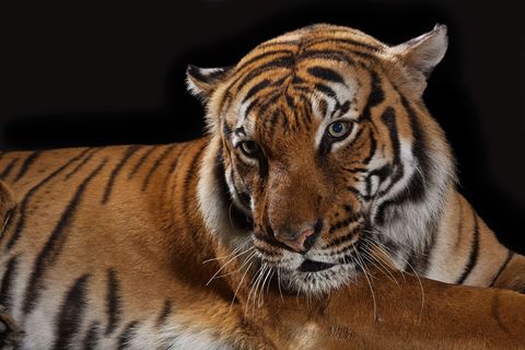 Met een gewicht tot wel 270 kilogram is de tijger Panthera tigris de grootste kat ter wereld Sinds de jaren 1930 zijn er al drie ondersoorten van de tijger uitgestorven alhoewel de Maleise boven en verschillende andere ondersoorten het nog dapper volhouden in Azi