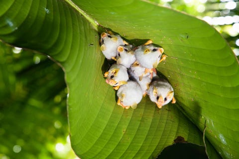 Deze vertederende witte vleermuizen Ectophylla alba zijn onder een heliconiablad in nationaal park Braulio Carrillo in Costa Rica tegen elkaar aangekropen om te slapen