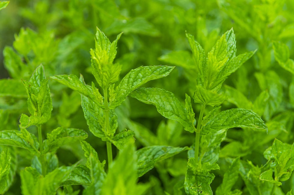 Mint leaves, bergamo, Italy
