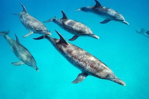 Wetenschappers bestuderen voorvallen in de Bahamas waarbij verschillende soorten dolfijnen in dit geval Atlantische gevlekte dolfijnen en tuimelaars met elkaar paren