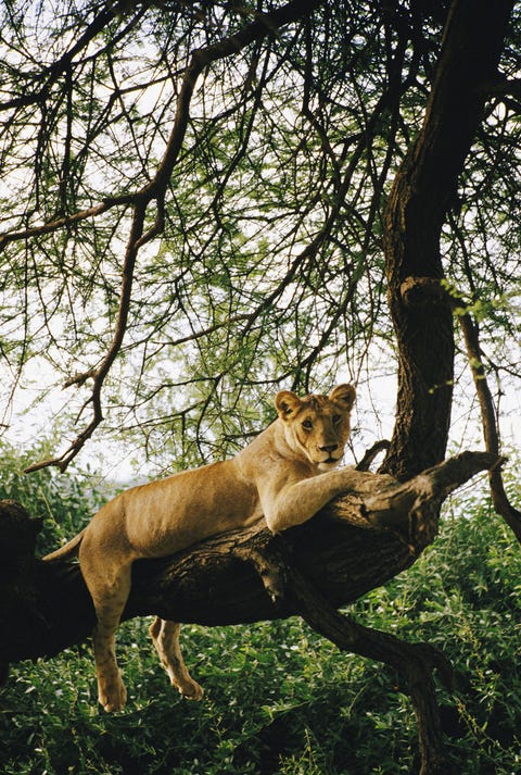 Een leeuw relaxt op een boomtak bij Lake Manyara National Park in NoordTanzania