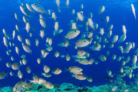 In de wateren van Palau komen talloze vissoorten voor waaronder de gestreepte Gnathodentex aureolineatus