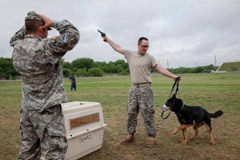 Kadetten laten de honden wennen aan pistoolvuur