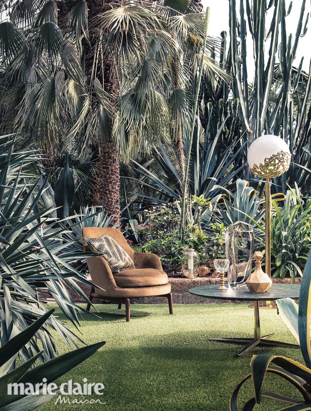 Tree, Furniture, Botany, Chair, Plant, Palm tree, Grass, Arecales, Grass family, Outdoor furniture, 