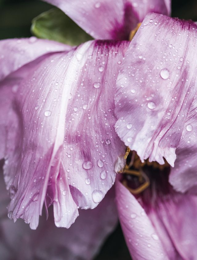 Petal, Pink, Flower, Purple, Water, Plant, Violet, Flowering plant, Lilac, Close-up, 