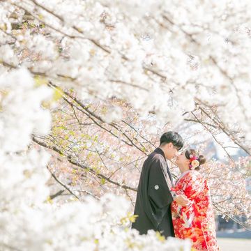 満開の桜を背景に色打掛を着た女性と紋付き袴姿の男性が向き合って顔を近づけている