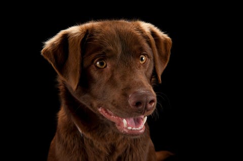 Chocoladebruine Labrador retriever