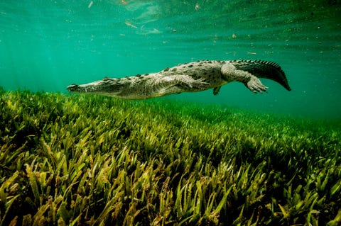https://www.nationalgeographic.com/content/dam/environment/2019/09/environmental-victories-gallery/07-environmental-victories-facts.jpg Nadat het Amerikaanse Congres had erkend dat steeds meer wilde diersoorten uitstierven of al bijna waren uitgestorven nam het in 1973 de Endangered Species Act aan Met de wet ontstond een aanzienlijke hoeveelheid regelgeving ten behoeve van planten en dieren die op de lijst van bedreigde diersoorten stonden waaronder een wettelijk kader waarbinnen belangrijke habitats werden beschermd Dankzij de wet konden soorten als de spitssnuitkrokodil zich opvallend goed herstellen