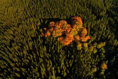 Een groep bomen onthult hun herfstkleuren tussen dennenbossen in het Amurriogebergte in het Baskenland van Spanje