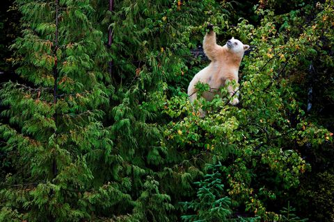 De spirit bears van British Columbia eten graag wilde appels Ooit kampte het kustplaatsje Klemtu met een werkloosheid van tachtig procent maar dankzij het ecotoerisme voor berenspotters is die naar tien procent gedaald