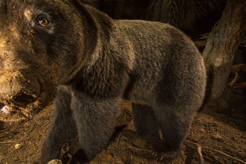 Deze closeup van een grizzly werd met een remote camera gemaakt