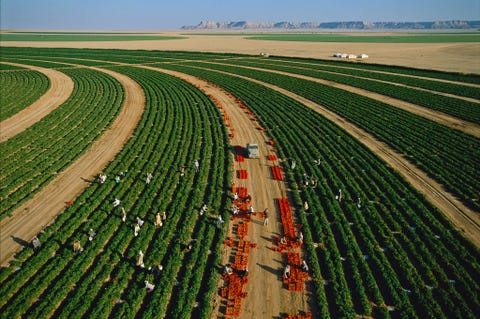 https://www.nationalgeographic.com/content/dam/science/2020/04/21/human-journey-steinmetz/07-human-journey-steinmetz.jpg Landarbeiders in Al Faw in SaoediArabi werken al tomaten plukkend een gewascirkel af De tomaten worden meteen verpakt voor transport