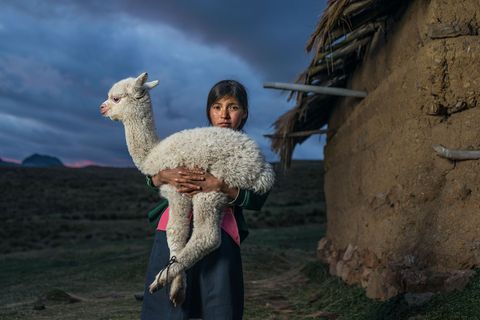 In de Cuchurrovallei in Peru houdt Danila 14 de dochter van een veehoeder een jonge alpaca in de armen Zij en haar broertje zijn verantwoordelijk voor zijn welzijn