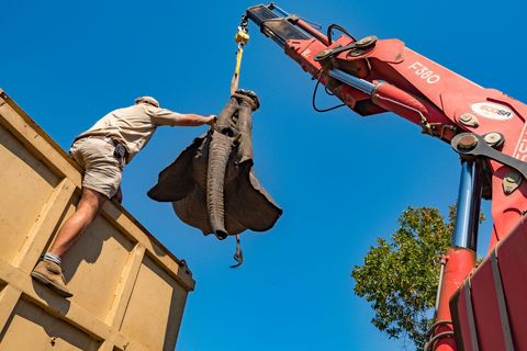 Een verdoofde olifant in Majete wordt snel per kraan vervoerd alvorens een tegengif te krijgen Daardoor komt het dier bij voor de twaalf uur lange reis naar zijn nieuwe onderkomen Nkhotakota in Malawi