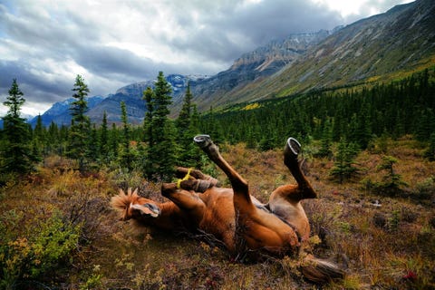 Een paard rolt in de modder om zijn rug te krabben nu vrij van een zadel Het landschap is het MuskwaKechika Management Area een wildgebied in British Columbia