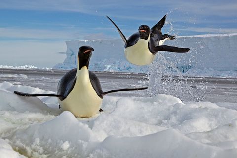 Een keizerspingun duikt op een ijsschots in de Rosszee in Antarctica Keizerspinguns zijn voor hun voedsel en voortplanting afhankelijk van zeeijs Doordat het ijs verdwijnt hebben de pinguns te kampen met een kleiner wordend leefgebied en teruglopende aantallen