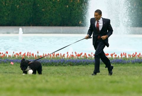 President Barack Obama holt achter zijn Portugese waterhond Bo aan De hond was een geschenk van senator Ted Kennedy