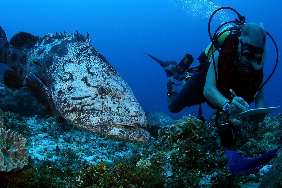 Een duiker van Pristine Seas wordt vergezeld door een gevlekte reuzentandbaars tijdens zijn onderzoek bij de buitenste eilanden van de Seychellen