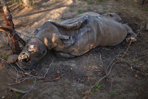 http://www.nationalgeographic.com/content/dam/photography/PROOF/2017/September/world-rhino-day-gallery/07-rhino-day-NationalGeographic_1455196.jpg Critici van het verwijderen van de hoorns menen dat de dieren zich daardoor niet langer kunnen beschermen tegen natuurlijke vijanden Voorstanders stellen dat het ontbreken van de hoorns niet alleen stropers ontmoedigt maar ook het aantal neushoorns vermindert dat sterft als gevolg van verwondingen die ontstaan bij gevechten over territorium en vrouwtjes Een volwassen neushoorn is afschrikwekkend sterk met of zonder hoorn zegt Hume Een leeuw zal het niet snel ruzie zoeken met zon beest hoorn of geen hoorn