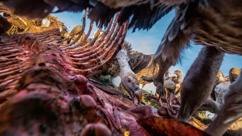 GIERENRppells gieren Gyps rueppellii en witruggieren Gyps africanus verorberen een karkas in het Serengeti National Park in Tanzania De gieren spelen een belangrijke rol in het schoonhouden van ecosystemen in subSaharaans en het recyclen van dode dieren Ze worden ernstig met uitsterving bedreigd door stroperij vergiftiging en stadsuitbreiding