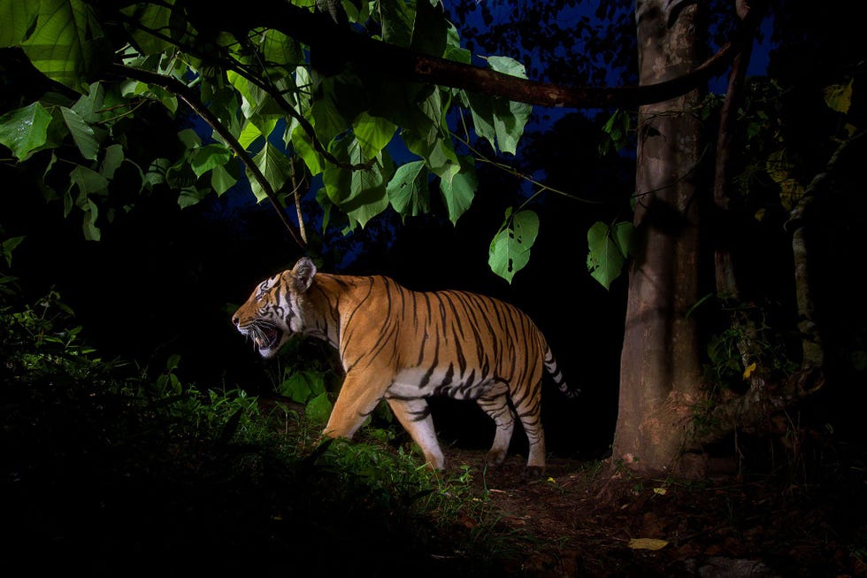 Met behulp van een cameraval werd deze tijger in een wildreservaat in Thailand vastgelegd In Vietnam en Laos zijn tijgers in het wild nagenoeg uitgestorven