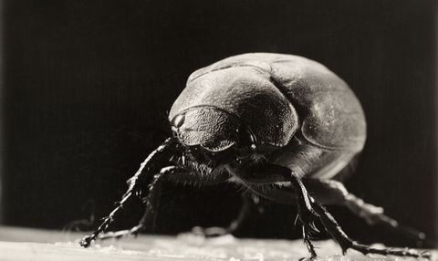 Er zijn meer dan 200 soorten junikevers ook wel juniinsecten genoemd De insecten komen tevoorschijn in de vroege zomer wanneer ze vaak s avonds rondvliegen in het licht
