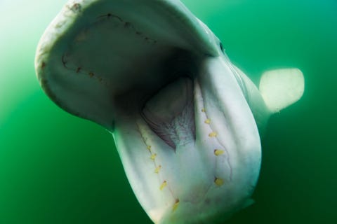 Witte dolfijnen communiceren met behulp van echolocatie een ingebouwde sonar waarmee ze hun omgeving kunnen scannen Dat doen ze door middel van hun meloen het bolvormige orgaan van vetweefsel in het midden van hun voorhoofd dat hun schedel zijn kenmerkende vorm geeft