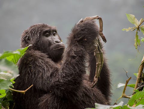 In de categorie Zoogdiergedrag won Ricardo Nez Montero de eerste prijs met zijn foto van Kuhirwa een jonge berggorilla in Oeganda die weigerde haar dode baby op te geven Volgens de parkopzieners had zij haar baby bij slecht weer gebaard en was de zuigeling waarschijnlijk door de kou overleden Aanvankelijk koesterde en verzorgde Kuhirwa het levenloze lichaam van het jong en droeg het mee op haar rug Weken later begon ze de resten van het lijkje op te eten gedrag dat de parkopzieners slechts n keer eerder hadden geobserveerd