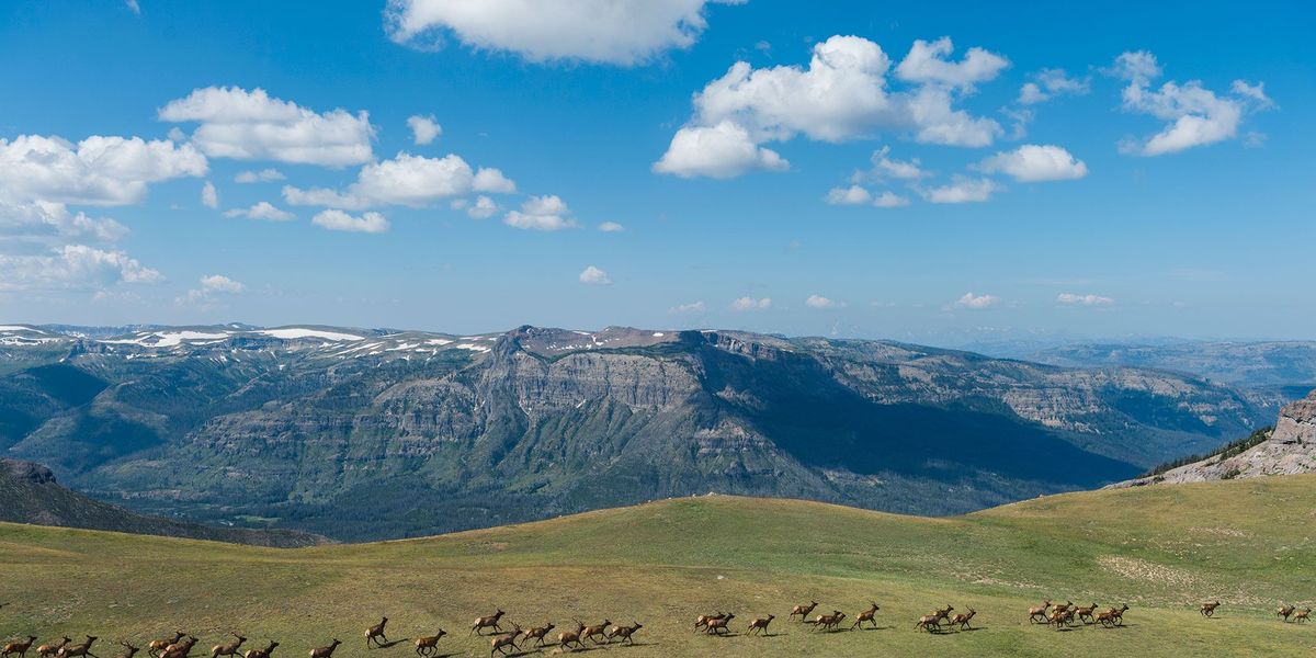 Het Thorofare Plateau ligt net buiten de zuidoosthoek van het Yellowstone National Park Het gebied in de volksmond The Thorofare genoemd dankt zijn naam aan het feit dat duizenden hoefdieren op hun jaarlijkse migratie door deze corridor trekken