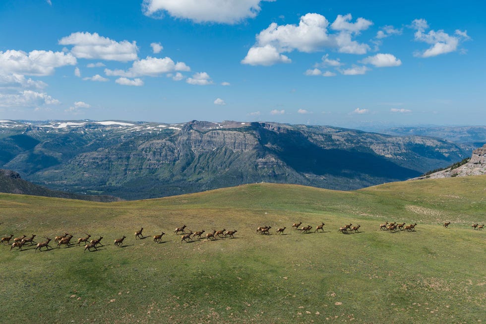 Het Thorofare Plateau ligt net buiten de zuidoosthoek van het Yellowstone National Park Het gebied in de volksmond The Thorofare genoemd dankt zijn naam aan het feit dat duizenden hoefdieren op hun jaarlijkse migratie door deze corridor trekken