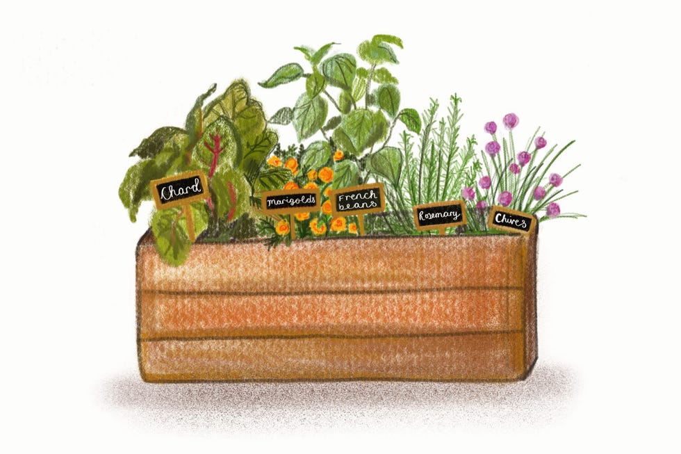 window box trends