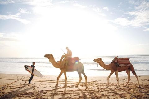Het pad van kamelen kruist dat van een surfer in Essaouira Marokko