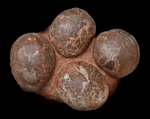 https://www.nationalgeographic.com/content/dam/science/2018/09/21/dino_gallery/07_dino_gallery_exe59h.jpg Deze eieren behoorden tot een dinosaurir uit de groep van de sauropoden reusachtige planteneters met ellenlange nekken die zich ontwikkelden tot de grootste dieren die ooit op land hebben geleefd Hoewel in de hele wereld eieren van sauropoden zijn gevonden van Spanje en Frankrijk tot Argentini en de VS liggen deze exemplaren nog altijd ingebed in het gesteente waarin ze in China werden ontdekt Dinosaurireieren worden meestal in clusters gevonden en moeten in ondiepe kuilen in de grond zijn gelegd Ze hebben verschillende vormen en afmetingen afhankelijk van de soort maar die van sauropoden zijn doorgaans rond en ongeveer zo groot als een grapefruit