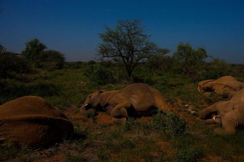 Olifanten rusten uit in het maanlicht