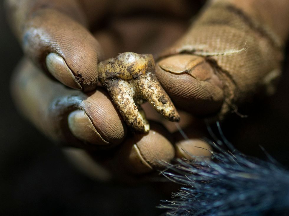Marina Elliott onderzoekster aan de University van Witwatersrand houdt een tand van de Homo naledi vast die net uit de Lesedikamer in het Rising Star grottencomplex komt