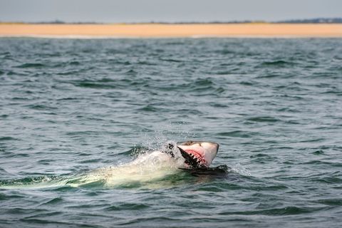Tijdens een wetenschappelijk onderzoek naar voedingspatronen van witte haaien voor de kust van Chatham in Massachusetts valt een witte haai een lokzeeleeuw aan